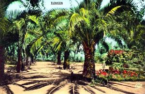 TLEMCEN 210 